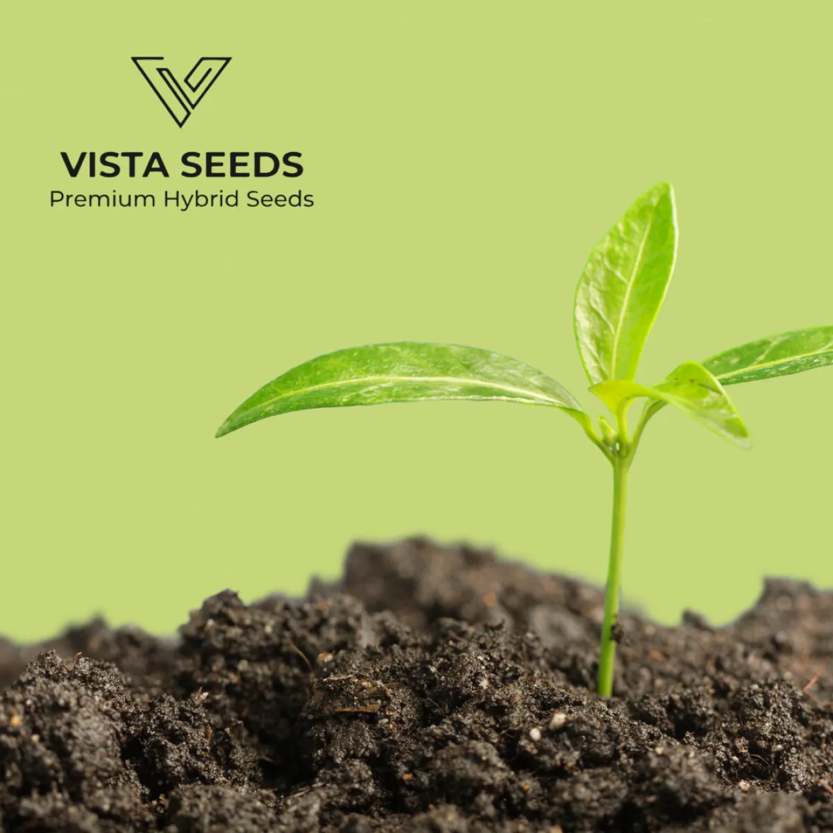 Vista Seeds Tohumun Bereketi görseli