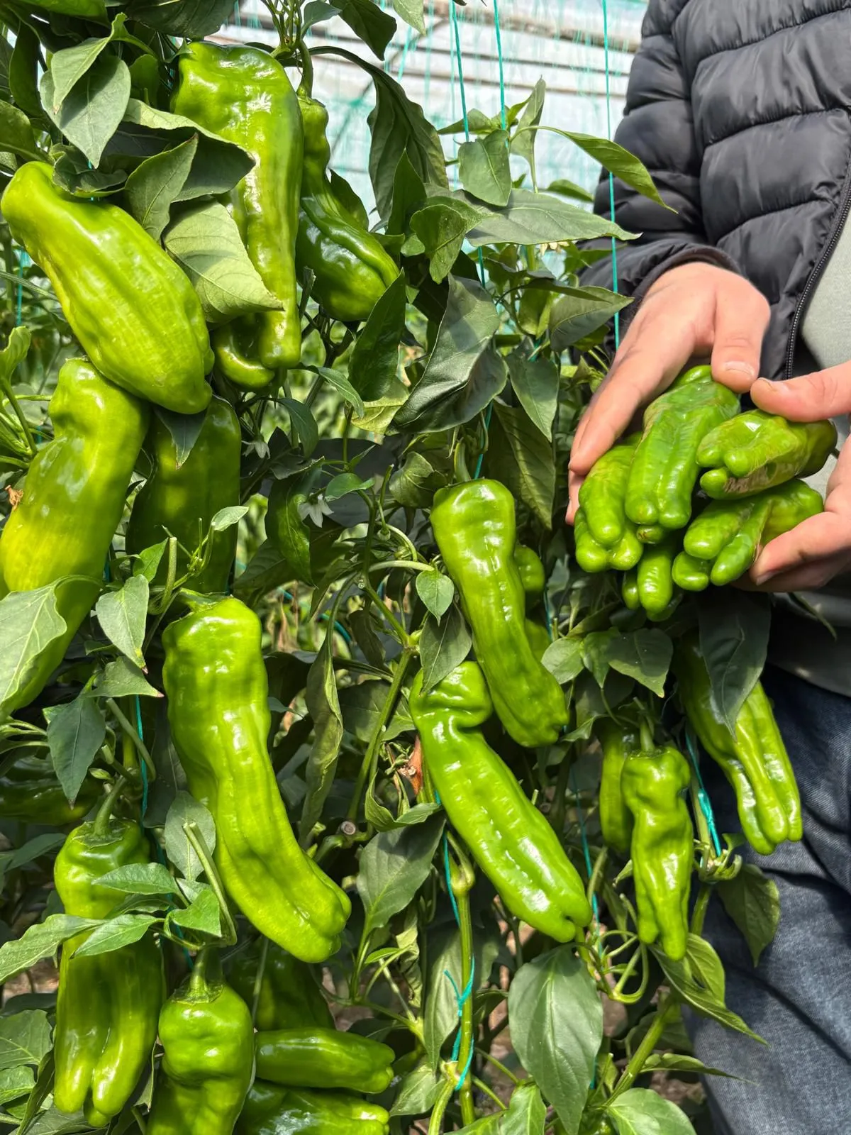 BİRLİK F1 Üçburun Biber